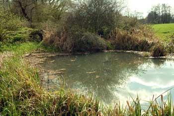 Millpond 10th April 2004